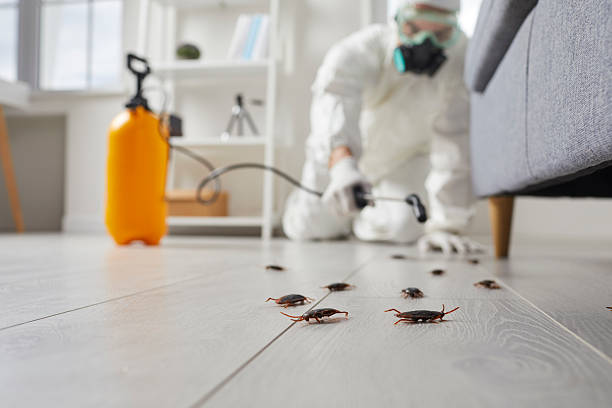 Commercial Kitchen Cockroach Control in Hector